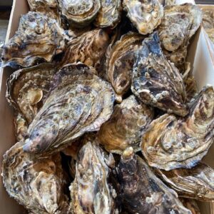 Oesters Fines de Claires M3 €/st 1,75